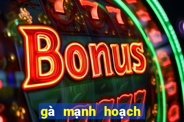 gà mạnh hoạch gần nhất