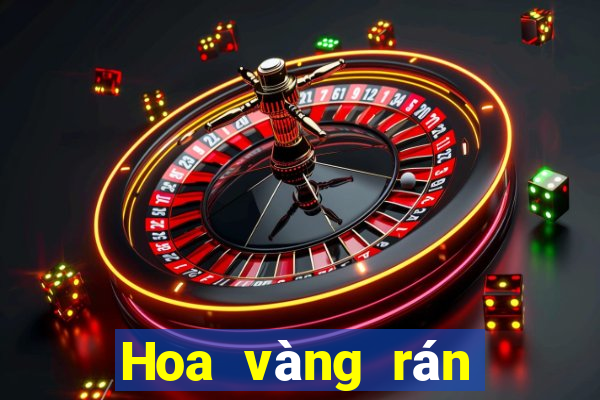 Hoa vàng rán nóng nhất năm 2019