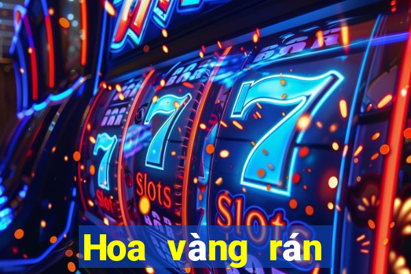 Hoa vàng rán nóng nhất năm 2019