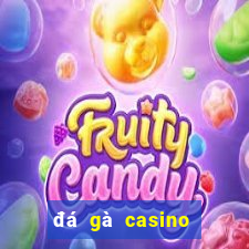 đá gà casino bữa nay