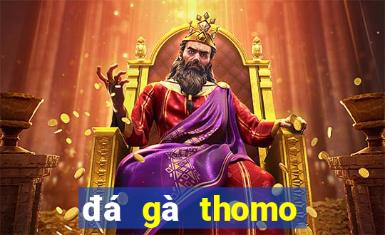 đá gà thomo trực tiếp hôm nay gà đòn