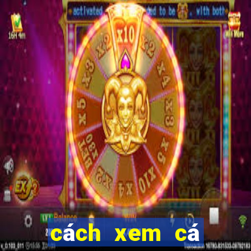 cách xem cá cược bóng đá