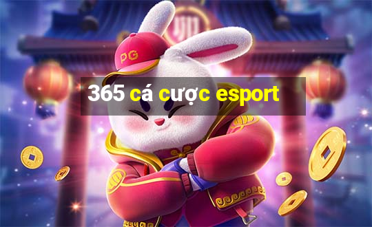 365 cá cược esport