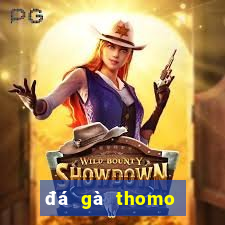 đá gà thomo hôm nay trận 23