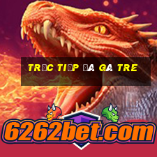 trực tiếp đá gà tre