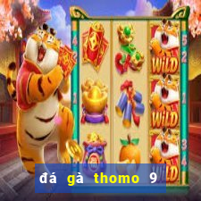 đá gà thomo 9 tháng 12