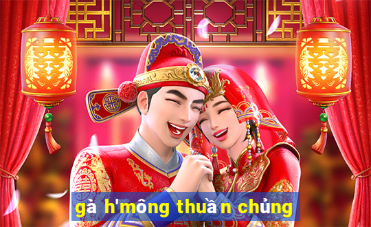 gà h'mông thuần chủng