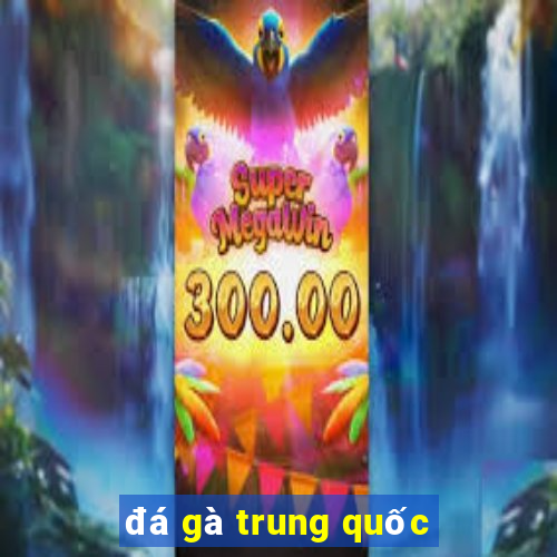 đá gà trung quốc