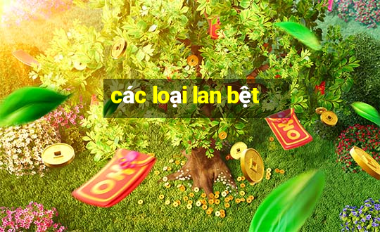 các loại lan bệt