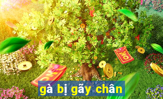 gà bị gãy chân