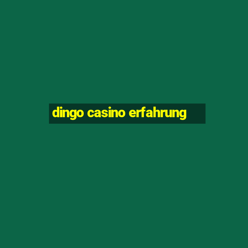 dingo casino erfahrung