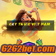 cây thuốc việt nam