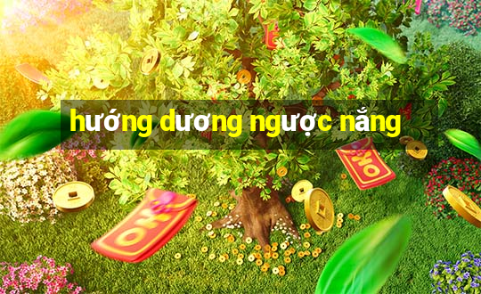 hướng dương ngược nắng