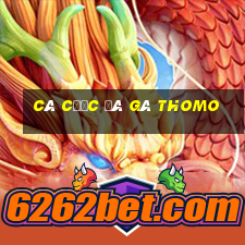 cá cược đá gà thomo