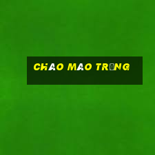 chào mào trắng