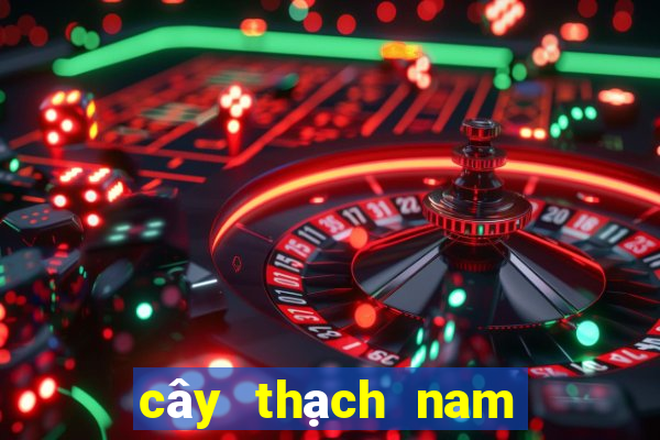 cây thạch nam nhật bản