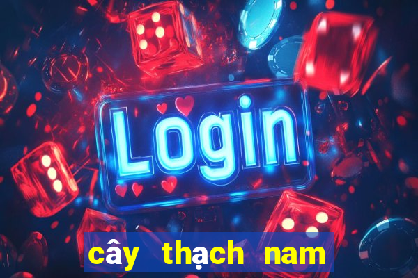 cây thạch nam nhật bản