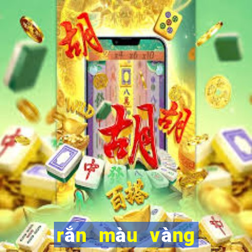 rắn màu vàng sọc đen