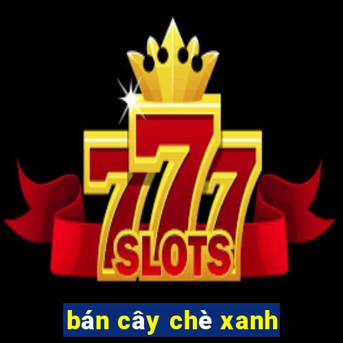 bán cây chè xanh