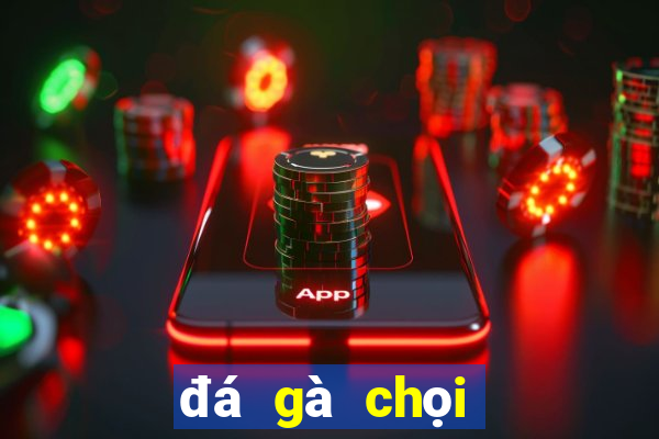 đá gà chọi thomo bịp roykin