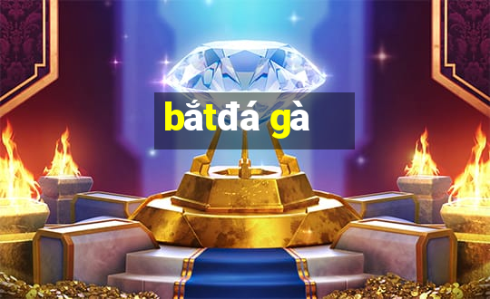 bắt đá gà