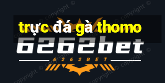 trực đá gà thomo