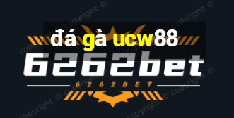 đá gà ucw88